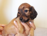 カニヘンダックス 子犬 シェーデットレット男の子 カニヘンダックス 子犬 シェーデットレット男の子