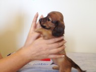 カニヘンダックス 子犬 シェーデットレット男の子 カニヘンダックス 子犬 シェーデットレット男の子