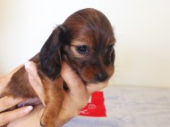 カニヘンダックス　子犬　シェーデットレット女の子