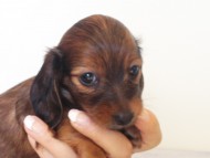 カニヘンダックス　子犬　シェーデットレット女の子