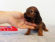 カニヘンダックス　子犬　シェーデットレット女の子