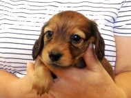 カニヘンダックス　子犬　シェーデットレット男の子