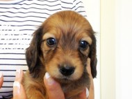 カニヘンダックス　子犬　シェーデットレット男の子