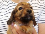 カニヘンダックス 子犬 シェーデットレット男の子 カニヘンダックス 子犬 シェーデットレット男の子