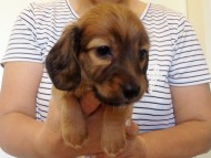 カニヘンダックス 子犬 シェーデットレット男の子 カニヘンダックス 子犬 シェーデットレット男の子