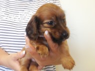 カニヘンダックス　子犬　シェーデットレット男の子