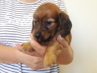 カニヘンダックス　子犬　シェーデットレット男の子