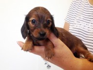 カニヘンダックス 子犬 シェーデットレット女の子 カニヘンダックス 子犬 シェーデットレット女の子