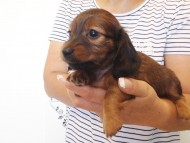 カニヘンダックス 子犬 シェーデットレット女の子 カニヘンダックス 子犬 シェーデットレット女の子