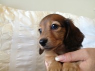 JKCチャンピオン・カニンヘンのアリの子犬 シェーデットレッド男の子 お申し込み頂いております(東京都大田区・S様) JKCチャンピオン・カニンヘンのアリの子犬 シェーデットレッド男の子 お申し込み頂いております(東京都大田区・S様)