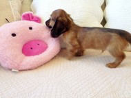 カニヘン シェーデットレット男の子 オーナーさん募集中 JKCチャンピオン直子 カニヘン シェーデットレット男の子 オーナーさん募集中 JKCチャンピオン直子