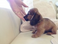 カニヘン シェーデットレット男の子 オーナーさん募集中 JKCチャンピオン直子 カニヘン シェーデットレット男の子 オーナーさん募集中 JKCチャンピオン直子