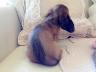 カニヘン シェーデットレット男の子 オーナーさん募集中 JKCチャンピオン直子 カニヘン シェーデットレット男の子 オーナーさん募集中 JKCチャンピオン直子