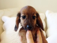 カニヘン シェーデットレット男の子 オーナーさん募集中 JKCチャンピオン直子 カニヘン シェーデットレット男の子 オーナーさん募集中 JKCチャンピオン直子