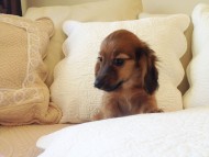 カニヘン　シェーデットレット男の子　オーナーさん募集中　ＪＫＣチャンピオン直子