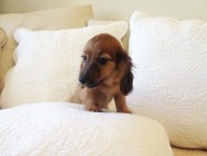 カニヘン　シェーデットレット男の子　オーナーさん募集中　ＪＫＣチャンピオン直子