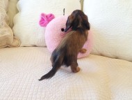 カニヘン　子犬　シェーデットレット女の子