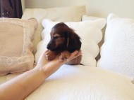 カニヘン　子犬　シェーデットレット女の子