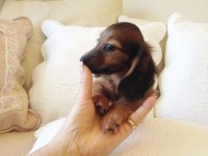 カニヘン　子犬　シェーデットレット女の子