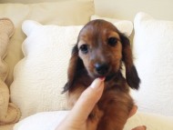 カニヘン　子犬　シェーデットレット女の子