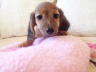 カニヘン 子犬 シェーデットレット男の子 カニヘン 子犬 シェーデットレット男の子