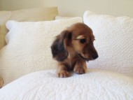 カニヘン 子犬 シェーデットレット男の子 カニヘン 子犬 シェーデットレット男の子