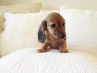 カニヘン　子犬　シェーデットレット男の子