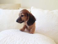 カニヘン　子犬　シェーデットレット男の子