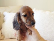 カニヘン　子犬　シェーデットレット男の子