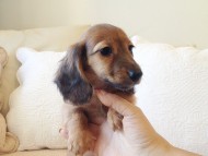 カニヘン　子犬　シェーデットレット男の子