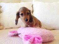 カニヘン 子犬 シェーデットレット男の子 カニヘン 子犬 シェーデットレット男の子