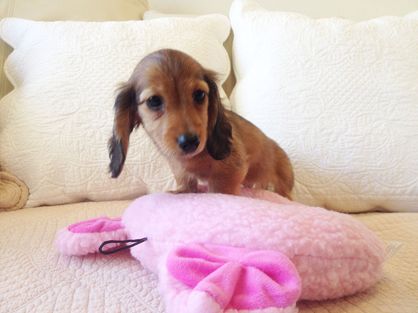 カニヘン 子犬 シェーデットレット男の子 カニヘン 子犬 シェーデットレット男の子