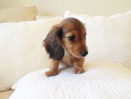 カニヘン 子犬 シェーデットレット男の子 カニヘン 子犬 シェーデットレット男の子