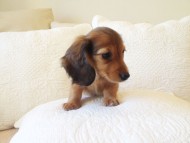 カニヘン 子犬 シェーデットレット男の子 カニヘン 子犬 シェーデットレット男の子