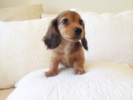 カニヘン 子犬 シェーデットレット男の子 カニヘン 子犬 シェーデットレット男の子