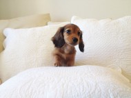 カニヘン 子犬 シェーデットレット男の子 カニヘン 子犬 シェーデットレット男の子