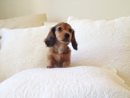 カニヘン　子犬　シェーデットレット男の子