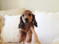 カニヘン 子犬 シェーデットレット男の子 カニヘン 子犬 シェーデットレット男の子