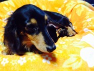 カニンヘンのエルナ2013.11.7出産です カニンヘンのエルナ2013.11.7出産です