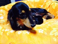 カニンヘンのエルナ2013.11.7出産です カニンヘンのエルナ2013.11.7出産です