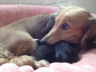 カニンヘンのシェリーが出産しました ブラタン男の子、シェーデットレッド男の子