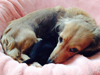 カニンヘンのシェリーが出産しました シェーデットレッド男の子 カニンヘンのシェリーが出産しました シェーデットレッド男の子