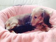 カニンヘンのシェリーが出産しました ブラタン男の子、シェーデットレッド男の子 カニンヘンのシェリーが出産しました ブラタン男の子、シェーデットレッド男の子