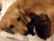 カニンヘンのソルトが出産しました 男の子1、女の子2