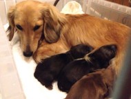 カニンヘンのソルトが出産しました 男の子1、女の子2