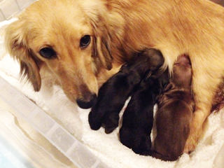 カニンヘンのソルトが出産しました 男の子1、女の子2 カニンヘンのソルトが出産しました 男の子1、女の子2