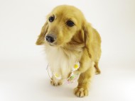 さくら.mi カニンヘン 2.2kg さくら.mi カニンヘン 2.2kg