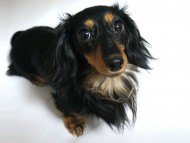 リズ カニンヘン 雌