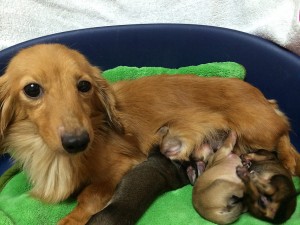 さくら.mi さくら.mi