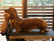 AUSTRALIA CHAMPION GRAEDON EYE ME OFF AUSTRALIA CHAMPION GRAEDON EYE ME OFF